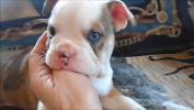 blue merle olde english bulldogge puppy for